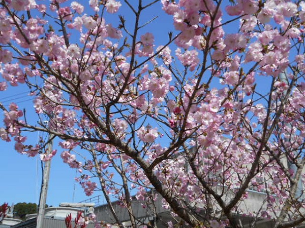 いおり花見1-2.jpg