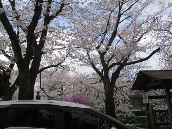 お花見ドライブ1-2.jpg